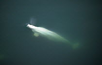 Beluga or white whale (Delphinapterus leucas) looking down on individual surfacing to breathe, Svalbard, Norway
