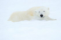 Polar bear (Ursus maritimus) resting in snow, Svalbard, Norway
