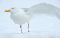 Glaucous gull (Larus hyperboreus) stretching wings, Svalbard, Norway