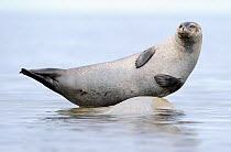 Ringed seal (Pusa hispida) hauled out on rock, Svalbard, Norway
