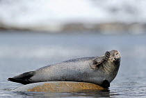 Ringed seal (Pusa hispida) scratching head whilst resting on rock above water, Svalbard, Norway