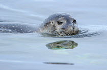 Ringed seal (Pusa hispida) swimming at surface, just head visible, Svalbard, Norway