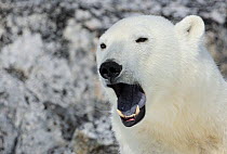 Polar Bear (Ursus maritimus) face portrait with bear yawning showing blue tongue, Svalbard, Norway
