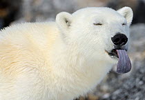 Polar Bear (Ursus maritimus) portrait with blue  tongue sticking out, Svalbard, Norway