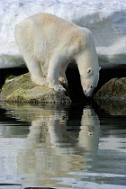 Polar Bear (Ursus maritimus) looking to drink, reflected in sea, Svalbard, Norway