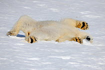 Polar Bear (Ursus maritimus) stretching out in snow, Svalbard, Norway