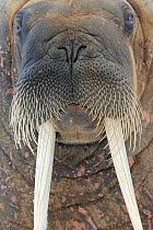 Walrus (Odobenus rosmaris) close up face portrait, Svalbard, Norway