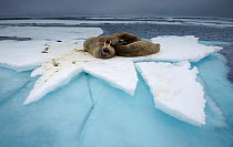 Walrus (Odobenus rosmaris) group resting on ice floe, Svalbard, Norway