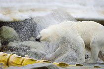 Polar Bear (Ursus maritimus) shaking water off fur after coming out of sea, near whale carcass, Svalbard, Norway