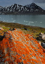 Lichen (Xanthoria sp) growing on rocks by coastline, Svalbard, Norway