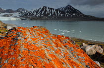 Lichen (Xanthoria sp) growing on rocks by coastline, Svalbard, Norway