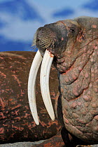 Walrus (Odobenus rosmaris) profile showing tusks, Svalbard, Norway