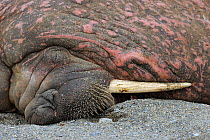 Walrus (Odobenus rosmaris) asleep, Svalbard, Norway