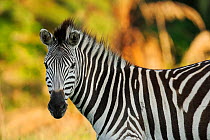 Common zebra (Equus quagga) profile portrait, Durban, South Africa
