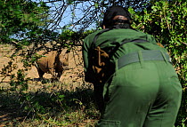 White rhinoceros (Cerathorium simum) watched by anti-poaching patrol of iMfolozi National Park, South Africa October 2011