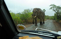 African elephant (Loxodonta africana) male tusker walking down road viewed from vehicle, iMfolozi National Park, South Africa