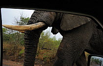 African elephant (Loxodonta africana) male tusker walking down road photographed from vehicle, iMfolozi National Park, South Africa