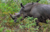 White rhinoceros (Cerathorium simum) profile portrait in bush, iMfolozi National Park, South Africa