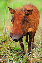 Warthog (Phacochoerus africanus) standing portrait, St Lucia wetlands National Park, South Africa