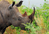 White rhinoceros (Cerathorium simum) grazing on bush, iMfolozi National Park, South Africa