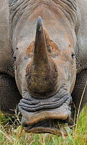White rhinoceros (Cerathorium simum) front head portrait, iMfolozi National Park, South Africa