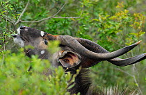 Nyala (Tragelaphus angasi) feeding on bush, iMfolozi National Park, South Africa