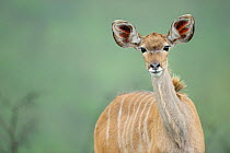 Greater Kudu (Tragelaphus strepsiceros) female portrait, St Lucia wetlands National Park, South Africa