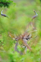 Greater Kudu (Tragelaphus strepsiceros) male, partly obscured by vegetation, St Lucia wetlands National Park, South Africa