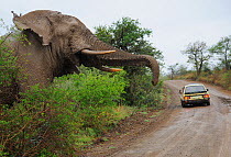 African elephant (Loxodonta africana) large male about to come onto road, with vehicle in front, iMfolozi National Park, South Africa