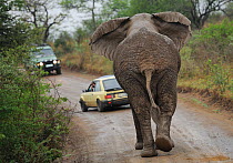 African elephant (Loxodonta africana) rear view of large male walking down road towards tourist vehicles, iMfolozi National Park, South Africa