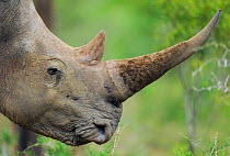 White rhinoceros (Ceratotherium simum) head profile showing highly prized horn, iMfolozi National Park, South Africa