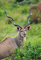 Greater Kudu (Tragelaphus strepsiceros) male portrait, St Lucia wetlands National Park, South Africa