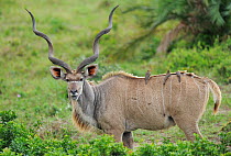 RF- Greater Kudu (Tragelaphus strepsiceros) male portrait with oxpecker birds on back, St Lucia wetlands National Park, South Africa. (This image may be licensed either as rights managed or royalty fr...