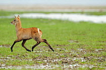 Waterbuck (Kobus ellipsiprymnus) female running across marsh, St Lucia wetlands National Park, South Africa
