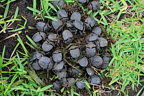 Elephant dung beetles (Dynastinae) St Lucia wetlands National Park, South Africa