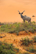 Greater Kudu (Tragelaphus strepsiceros) male next to sand dunes, St Lucia wetlands National Park, South Africa