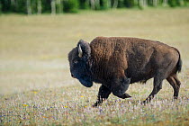 Bison (Bison bison) male in the meadows of De Motte Park, Kaibab National Forest, Arizona, USA, July
