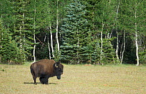 Bison (Bison bison) male in the meadows of De Motte Park, Kaibab National Forest, Arizona.