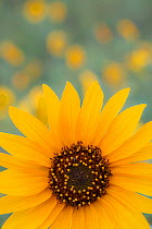 Sunflower flower (Helianthus petiolaris) at  Sunset Crater National Monument, Arizona