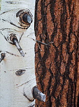Bark patterns of Aspen tree (Populus tremula) in front of a Ponderosa pine (Pinus ponderosa) trunk, Kaibab National Forest, Arizona, USA