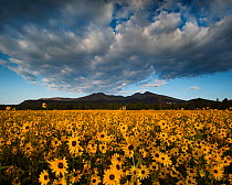 Sunset Crater National Monument with dawn light on the San Francisco Peaks over fields of flowering Prairie sunflowers (Helianthus petiolaris) Arizona