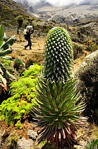 Lobelia (Lobelia deckenii)  on Kilimanjaro, with porter in background, Tanzania