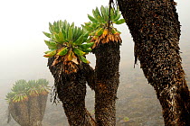 Giant groundsel (Dendrosenecio kilimanjari) plants, endemic to the higher altitude zones of Kilimanjaro in subalpine forests, Mount Kilimanjaro, Tanzania