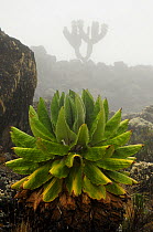 Giant groundsel (Dendrosenecio kilimanjari) plants, endemic to high altitude zones of Kilimanjaro in subalpine forests, Mount Kilimanjaro, Tanzania