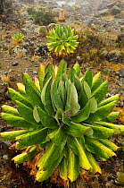 Giant groundsel (Dendrosenecio kilimanjari) plants, endemic to high altitude zones of Kilimanjaro in subalpine forests, Mount Kilimanjaro, Tanzania