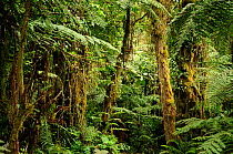 Tropical forest at lower level slopes of Mount Kilimanjaro volcano, Tanzania