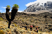 Giant groundsel plant on the lower slopes of Mount Kilimanjaro,  and porters walking along path, Tanzania, October 2008