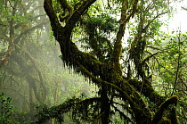 Tropical forest on lower slopes of Mount Kilimanjaro, Tanzania