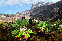 Giant groundsel (Dendrosenecio sp) at 4000m altitude on slopes of Mount Kilimanjaro, Tanzania