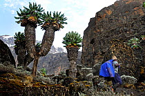 Porters walking amongst endemic Giant groundsel (Dendrosenecio sp) plants on higher slopes of Mount Kilimanjaro, Tanzania